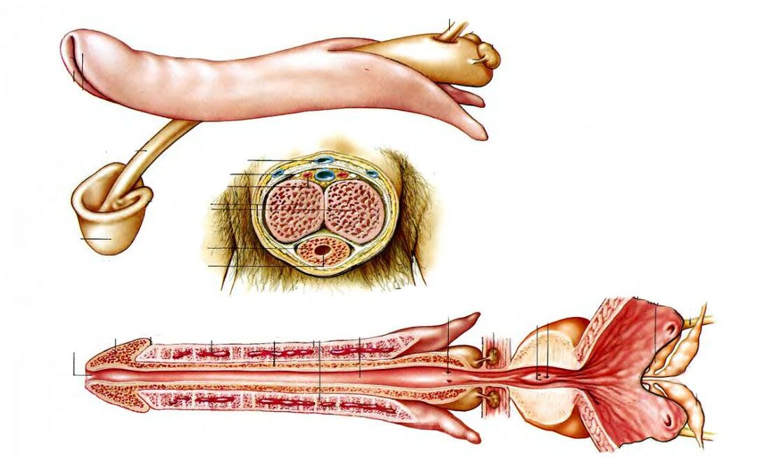 Estrutura do pene