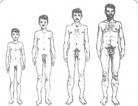 Tamaño do pene segundo a idade