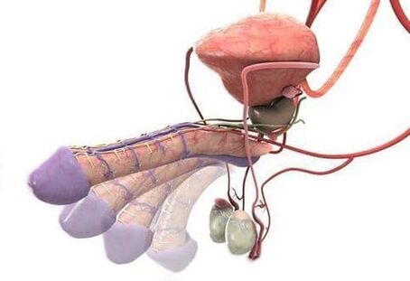 Erección despois da cirurxía de ampliación do pene