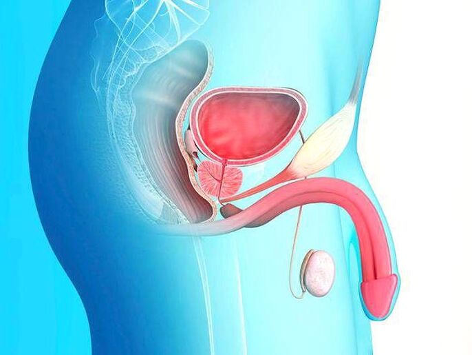 O pene e o seu alongamento cirúrxico